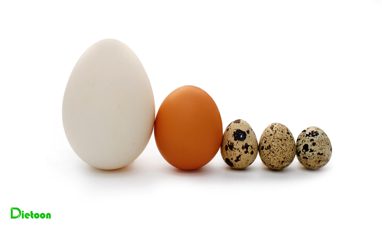 خصوصیات انواع تخم های مصرفی